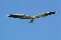 Wiesenweihe a blauen Himmel