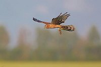 Wiesenweihe bringt Feldmaus