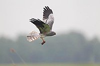 Wiesenweihe im Flug m Maus