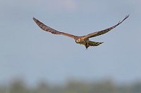 Wiesenweihe im Gleitflug