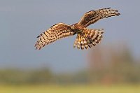 Wiesenweihe ueber Feuchtwiese