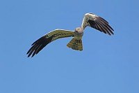 Wiesenweihe v blauem Himmel