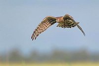 Wiesenweihe Weibchen im Flug