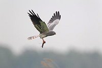 Wiesenweihe mit Maus im Flug
