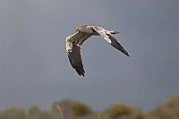 Wiesenweihe v Gewitterhimmel