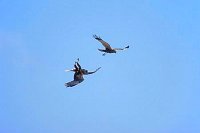 Rohrweihen im Balzflug