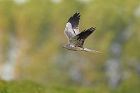 Wiesenweihe vor Baumgruppe