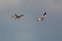 Wiesenweihe erfolg Beuteueb