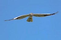 Wiesenweihe Maennchen Flug