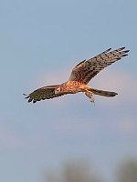 Wiesenweihe i Fl m Feldmaus HF