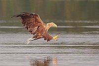 Seeadler beim Beuteflug