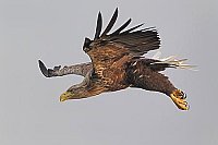 Seeadler im Abwaertsflug