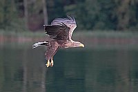 Seeadler i Anflug ueber See
