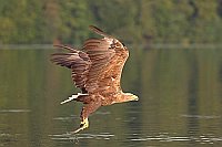 Seeadler mit Beute abfliegend