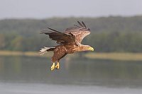 Seeadler ueber dem See