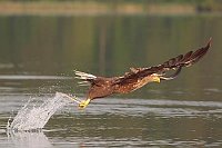 Seeadler hat Aal gefangen