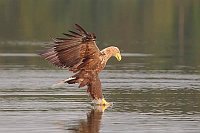 Seeadler ergreift toten Fisch