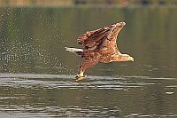 Seeadler mit erbeutetem Aal