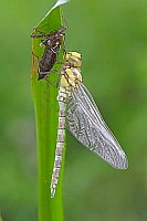 Blaugruene Mosaikjungfer Schl