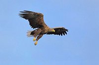 Seeadler am blauen Himmel