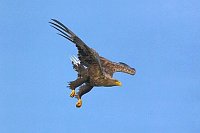 Seeadler im Jagdflug