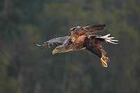 Seeadler im Sinkflug v Wald