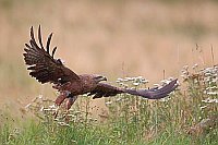 Schwarzmilan startend v Wiese