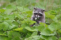 Waschbaer im Blaetterwald