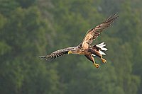 Seeadler im Flug vor Wald