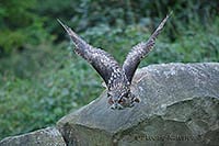 Uhu startet zur Jagd v Stein