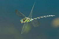 Blaugruene Mosaikjungfer i Flu