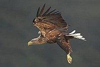Seeadler vor dunklem Wald