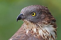 Wespenbussard Kopf Seitenans