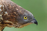 Wespenbussard Kopf vorgestr