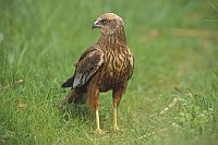 Rohrweihe auf Wiese