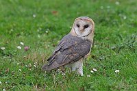 Schleiereule auf Wiese