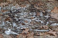 Sperber Federn v Habicht ger