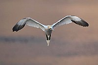 Basstoelpel im Ruettelflug