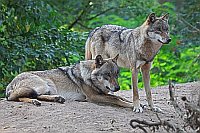 Wolf 2 auf Huegel vor Wald