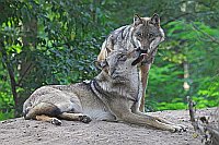 Wolf 2 Schnauze leckend