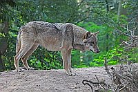 Wolf auf Huegel vor Wald