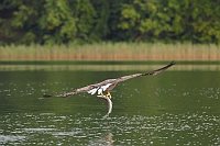 Seeadler m Hecht ueber See