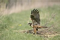 Rohrweihe geoeffnete Fluegel