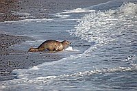 Kegelrobbe robbt ins Meer