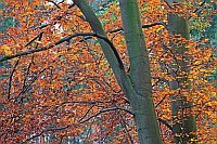 Buche Detail Herbstlaub