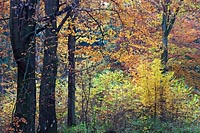 Wald Herbstlaub
