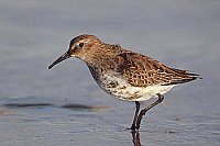 Alpenstrandlaeufer am Ufer