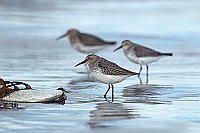 Alpenstrandlaeufer 3 Voegel