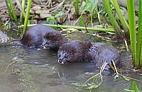 Europaeischer Nerz 2 Jungtiere