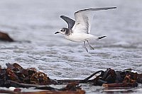 Schwalbenmoewe a Spuelsaum